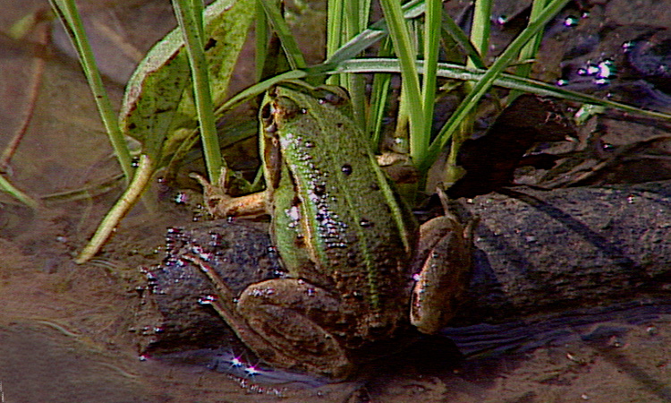 La reproduction sexuée des Grenouilles - 6mn 39s